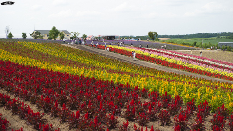 Furano Hokkaido - Info Liburan dan Wisata di Jepang