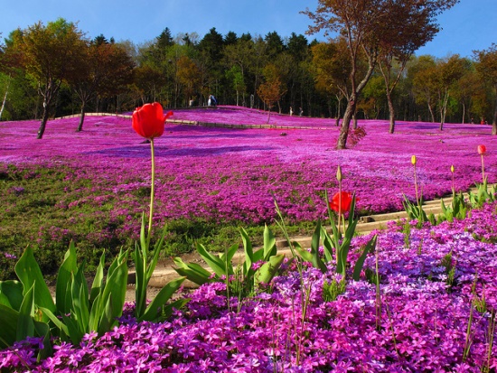 Taman Bunga Tulip Kebun Bunga Takinoue Hokkaido Info Liburan dan Wisata di 