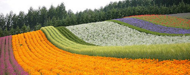 Musim Panas di Hokkaido Jepang - Info Wisata di Jepang