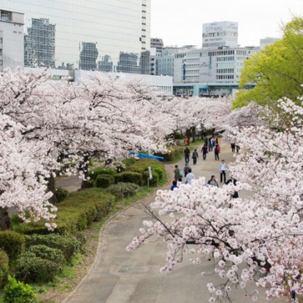 Kema Sakuranomiya Sakura 2020 - Info Liburan dan Wisata di Jepang