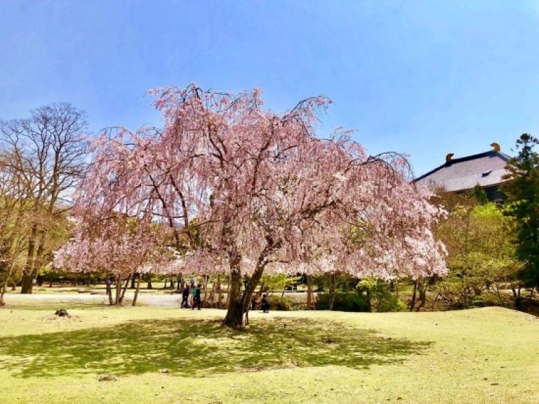 Приморский парк сакура. Парк Сакура Володарка. Парк Нара. Парк Горького Сакура. Nara Park.