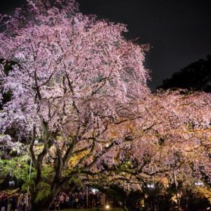 Yozakura di Taman Rikugien Tokyo